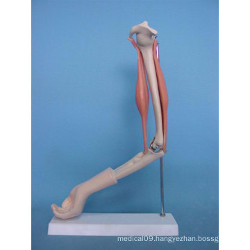 Medical Care Nursing Injection Practice Human Arm Model (R020916)